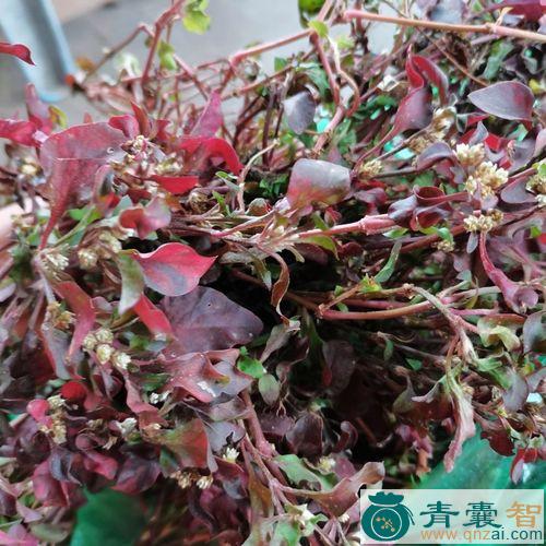 中药材吐红草图片