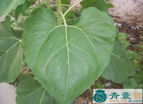 中药材向日葵叶图片