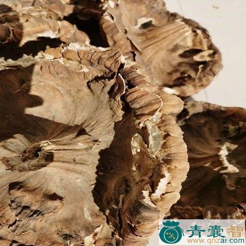 中药材向日葵花盘图片