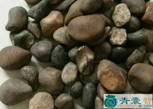 中药材吕宋楸荚粉图片
