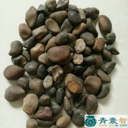 吕宋豆的性味归经以及功效用法和注意事项-青囊智