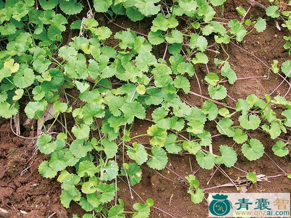 中药材含壳草图片