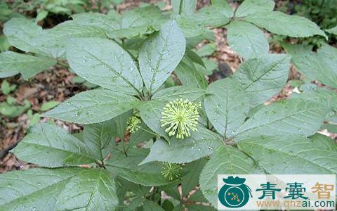 吴萸叶五加的性味归经以及功效用法-青囊智