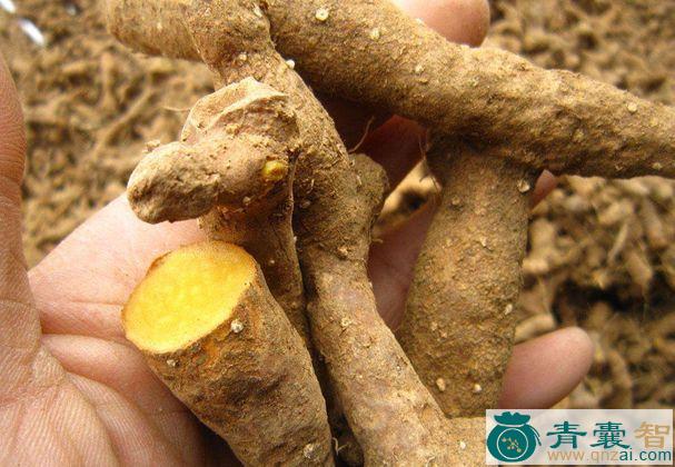 吹火根的性状性味归经以及功效用法和注意事项-青囊智