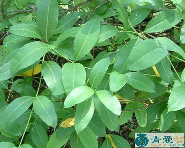 中药材吹风藤图片