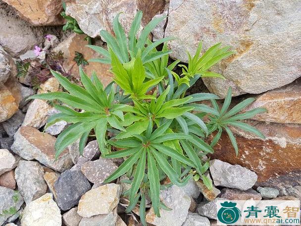 中药材吹魂草图片