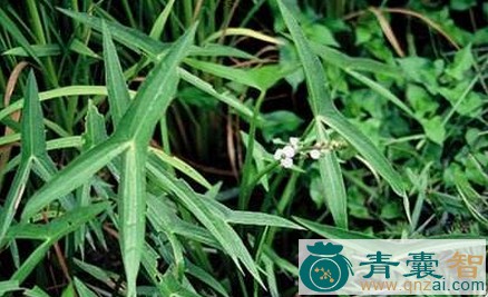 中药材告剪草图片