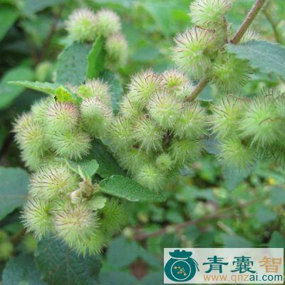 和他草的性味归经以及功效用法-青囊智