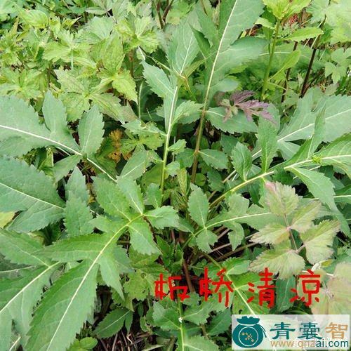 中药材和尚头图片