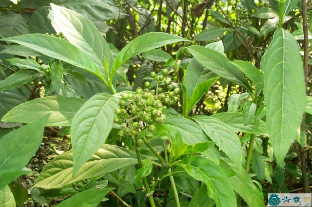 和常山的性状性味归经以及功效用法-青囊智