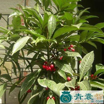 中药材咳喘木图片