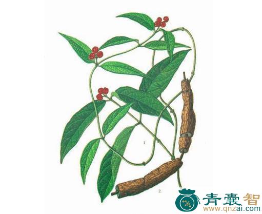 中药材咸匏藤图片