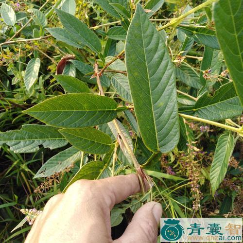中药材咸鱼草图片