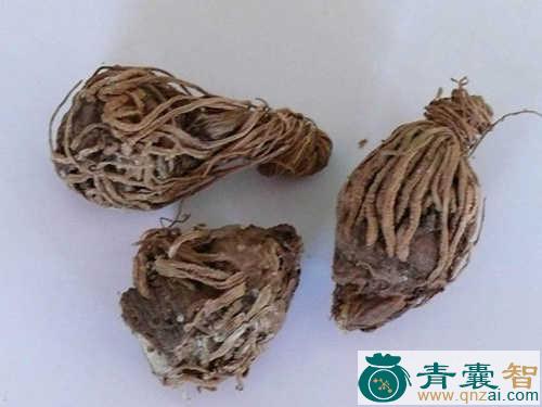 中药材哆呢根图片