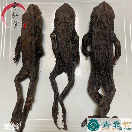 中药材哈士蟆图片