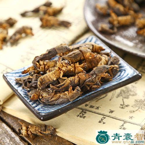 中药材哈拉-沙巴嘎图片