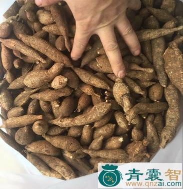 哈牛的性状性味归经以及功效用法和注意事项-青囊智