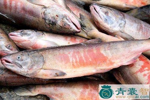 中药材哈鱼图片
