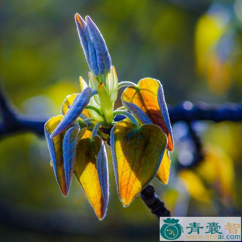 中药材响叶杨图片