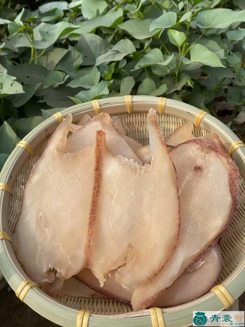 中药材响螺图片