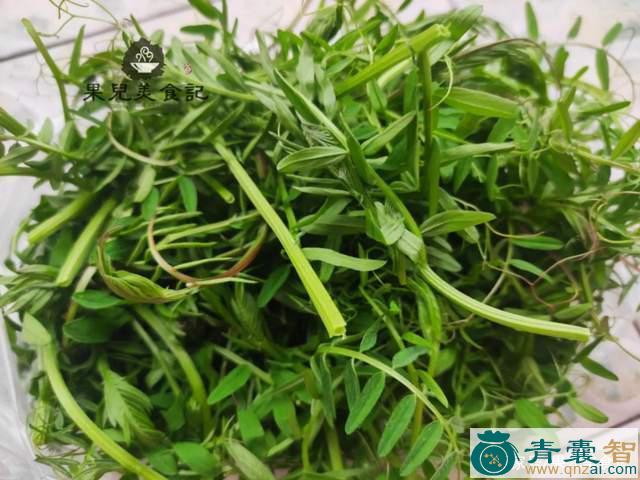 中药材哨儿菜图片