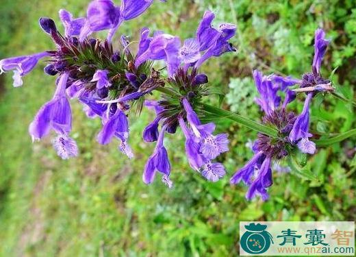 中药材唐古特青兰图片
