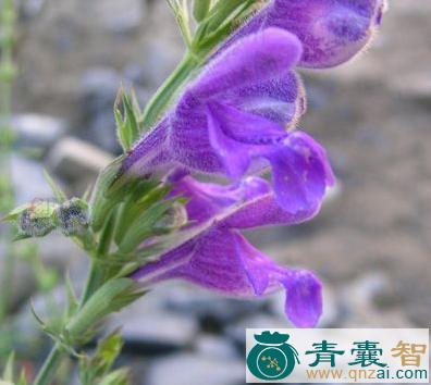 唐古特青兰苗的性味归经以及功效用法-青囊智