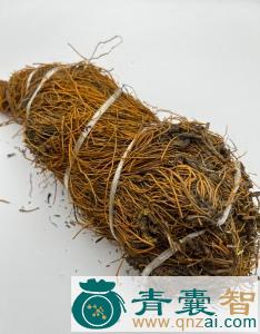 中药材唐根草图片