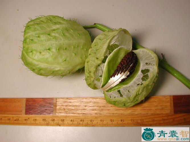 中药材唐棉图片