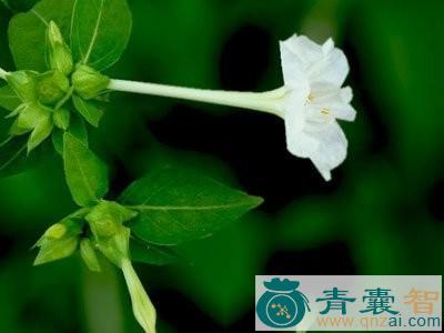 中药材唢呐花图片