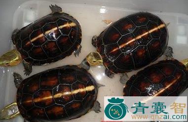中药材啖蛇龟图片