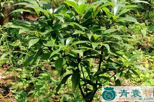 中药材喃木图片