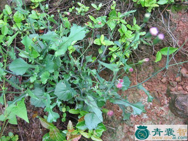 中药材喇叭红草图片