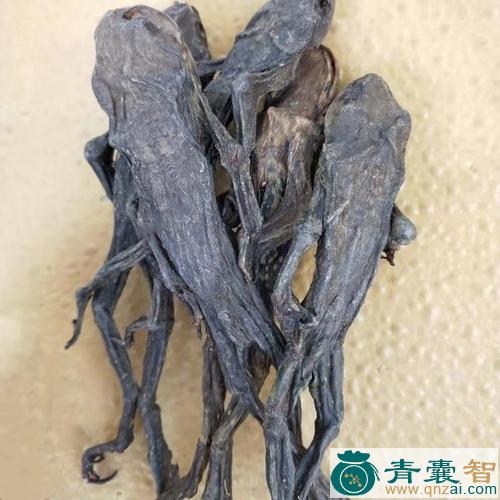 中药材喉崩癞图片