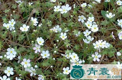 中药材喉癣草图片