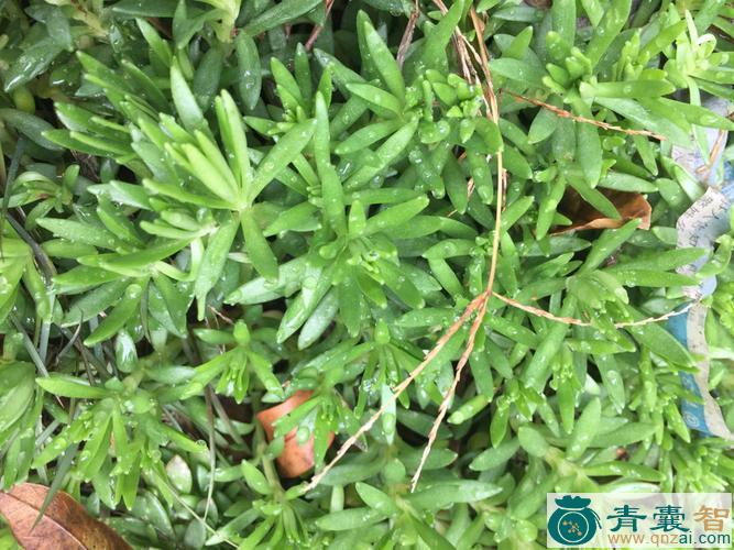 中药材喉百草图片