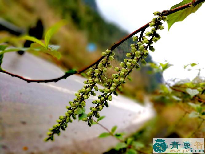 中药材喜马拉雅旌节花图片