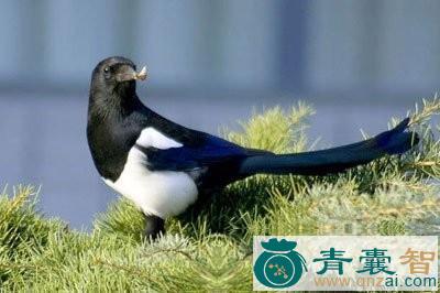 中药材喜鹊肉图片