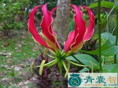 中药材嘉兰图片