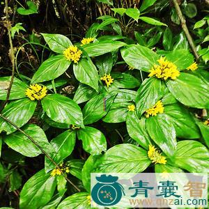 中药材四儿风图片