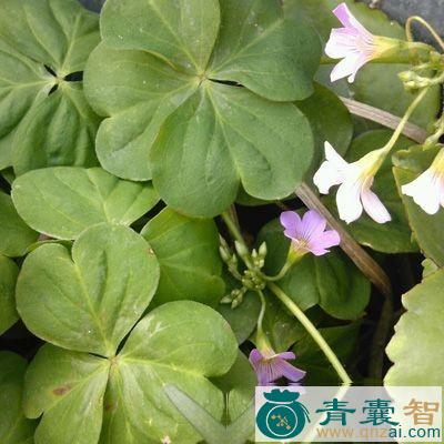 四叶七的性状性味归经以及功效用法和注意事项-青囊智