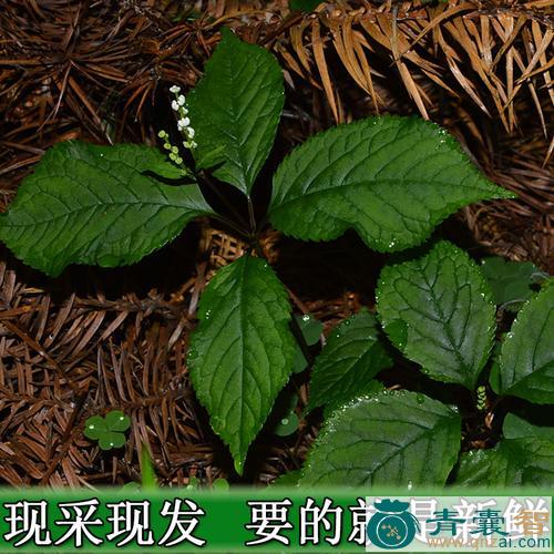 中药材四叶箭图片