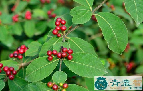 四叶萝芙木的以及功效用法-青囊智