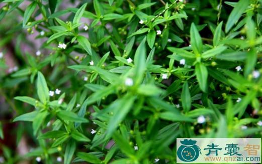 中药材四叶蛇舌草图片