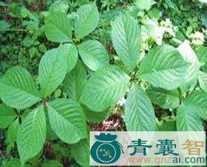 中药材四叶金图片