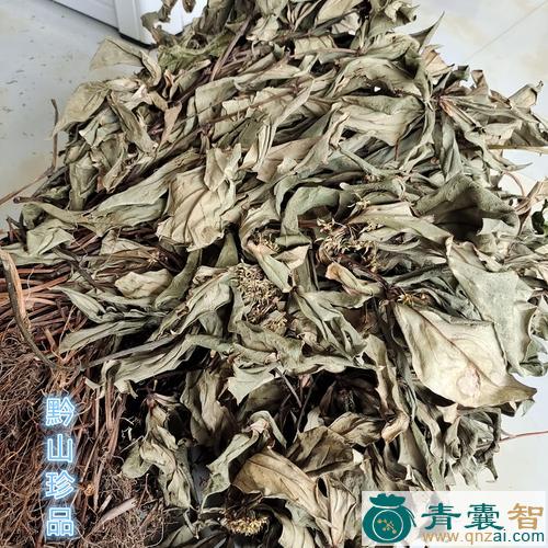 中药材四叶黄图片