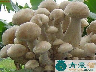 中药材四孢蘑菇图片
