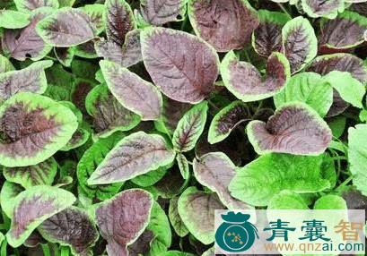 中药材四季菜图片