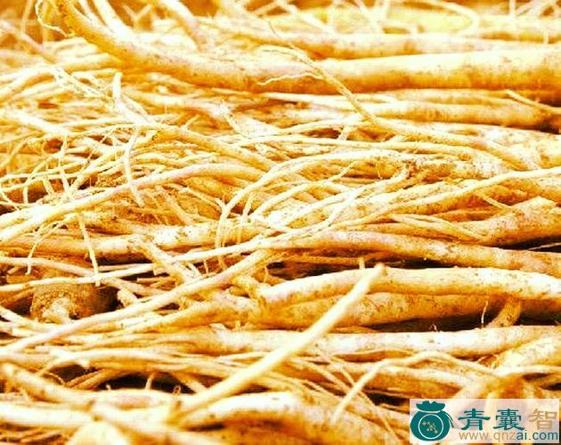 中药材四季菜根图片