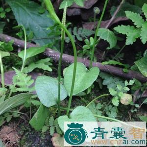 中药材四川草图片